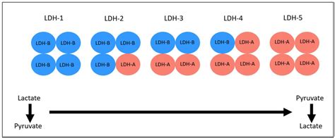 LDH isoenzymes distribution