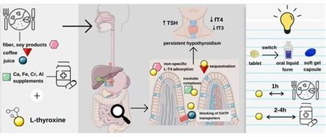 levothyroxine interactions
