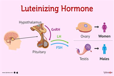 LH Hormone and Fertility