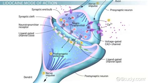 Lidocaine mechanism of action