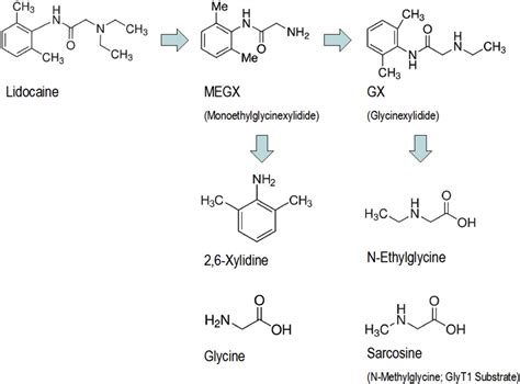 Lidocaine Mechanisms of Action