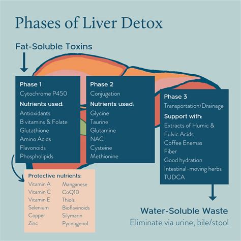 Liver Detoxification