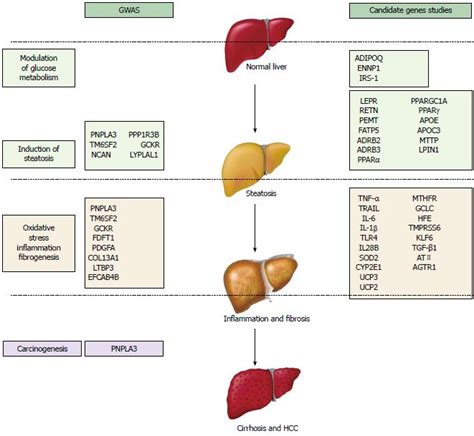 liver disease risk factors
