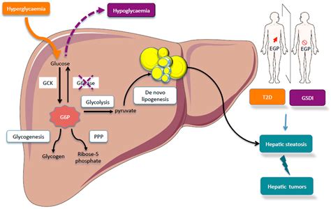Liver Energy Production