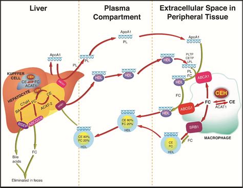 liver enzyme test