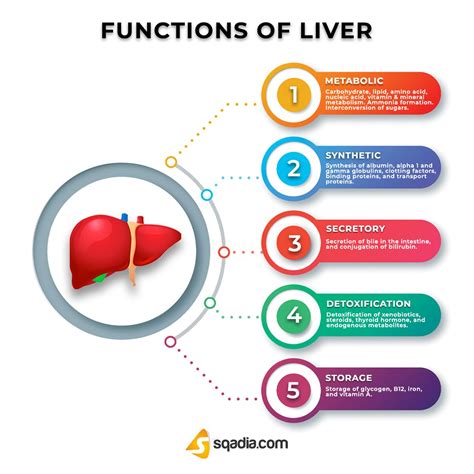 liver function