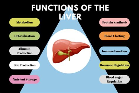 liver function