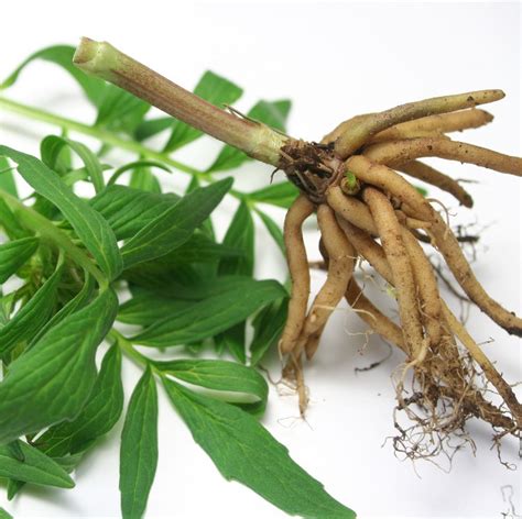 Long-Term Valerian Root Use