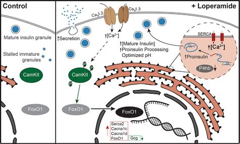 Loperamide Mechanism of Action