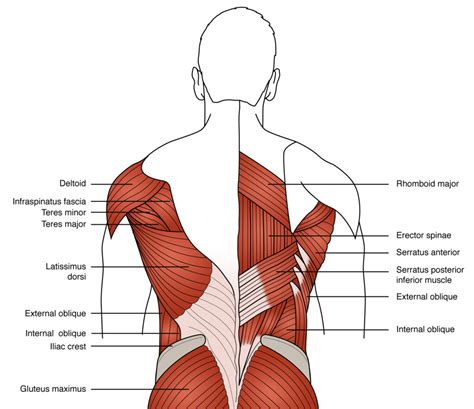 lower back anatomy