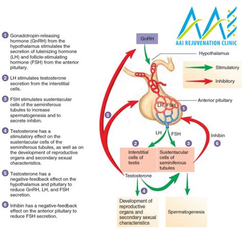 luteinizing hormone and low testosterone levels