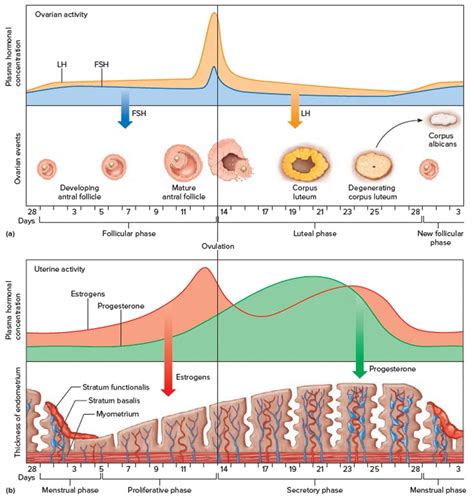 luteinizing hormone and menstrual cycle