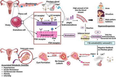 luteinizing hormone and pcos