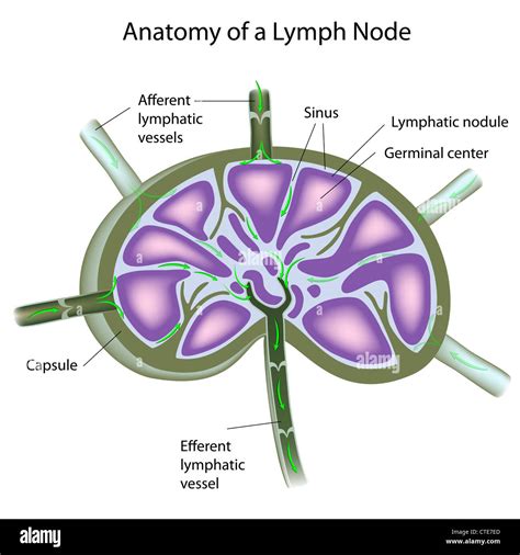 lymph glands