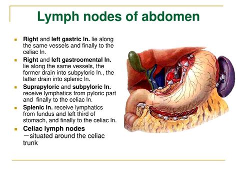 lymph glands abdomen