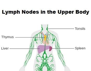 lymph node facts