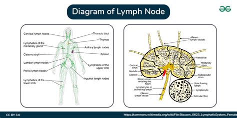 Lymph Node FAQs