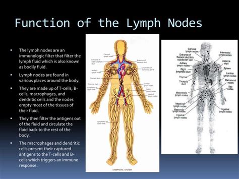 lymph node functions