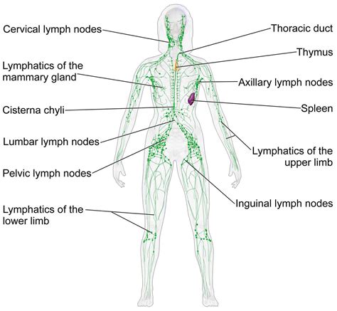 Lymph Node Health