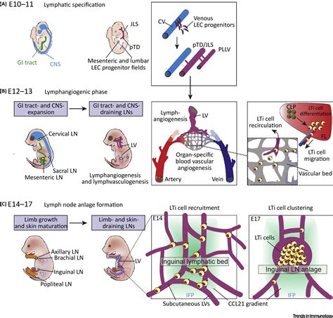Lymph Node Research