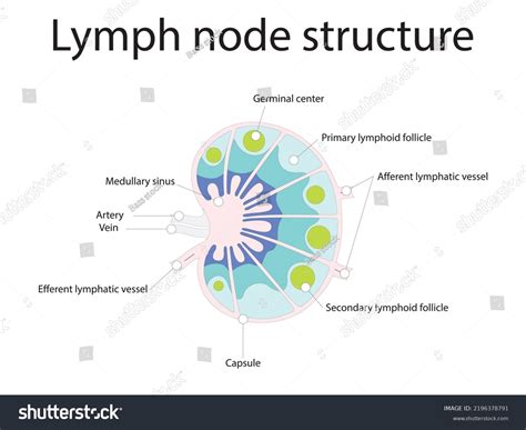 lymph node structure