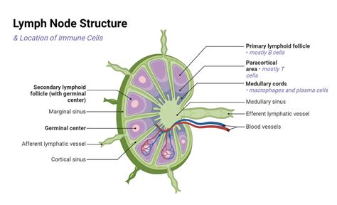 lymph nodes