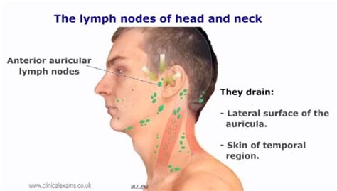 lymph nodes throat diagram