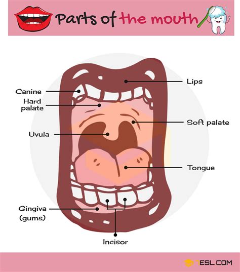 Maintenance and Care of the Mouth Interior