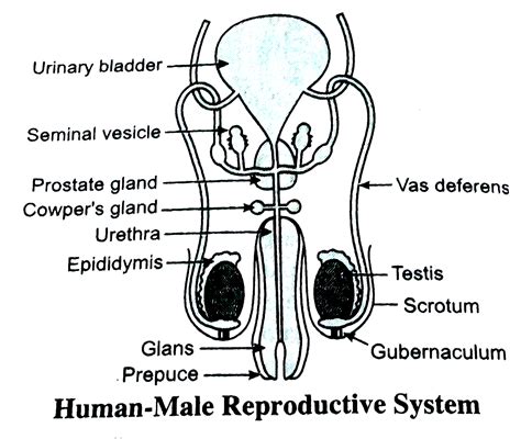 Male Reproduction