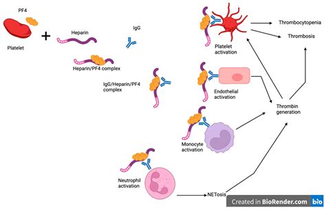 Management of heparin-induced thrombocytopenia