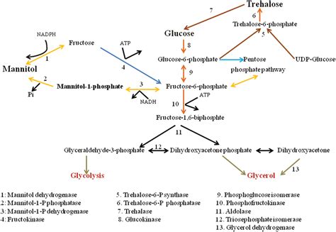 Mannitol interactions