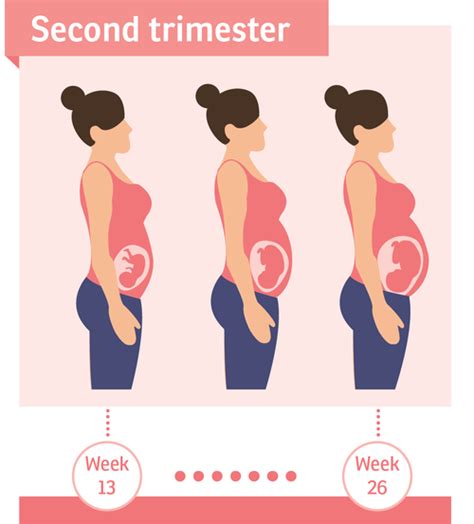 Maternal Changes During the Second Trimester