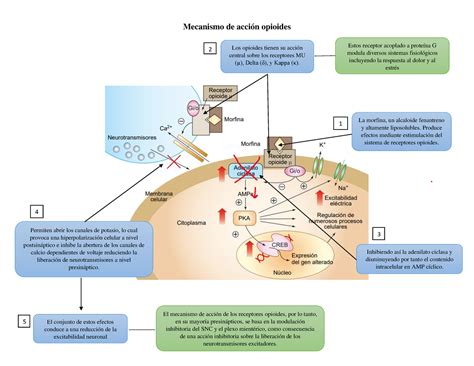 Mecanismo de acción de la oxycodona y el acetaminofén