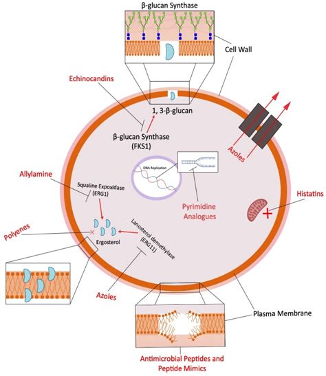 Mechanism of Action of Memantine