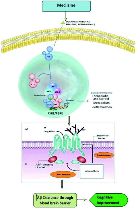 Working Mechanisms of Meclizine