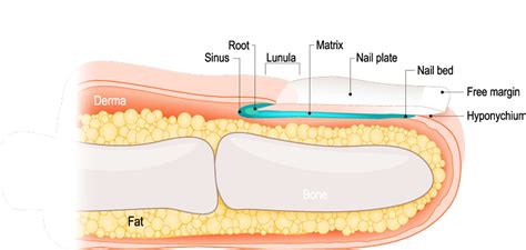 Medical Treatment for Injured Toenail Bed