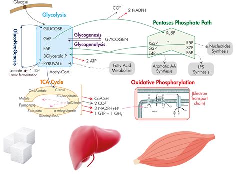 metabolism