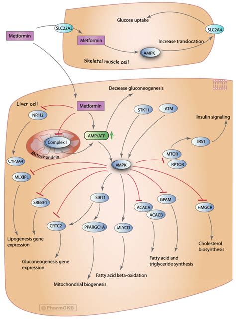 Future of Metformin