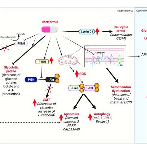 Mechanism of metformin action