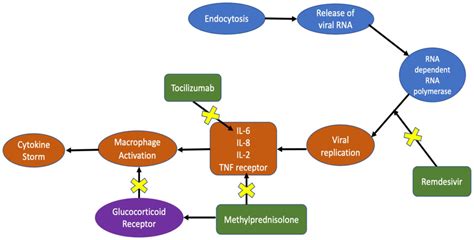 Methylprednisolone Mechanisms