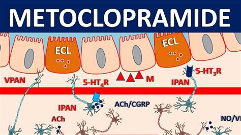 Working Mechanism of Metoclopramide