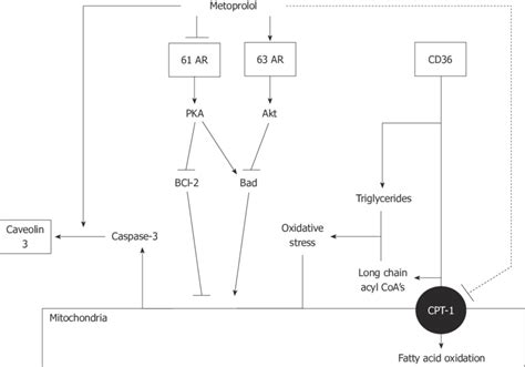 Metoprolol Mechanism