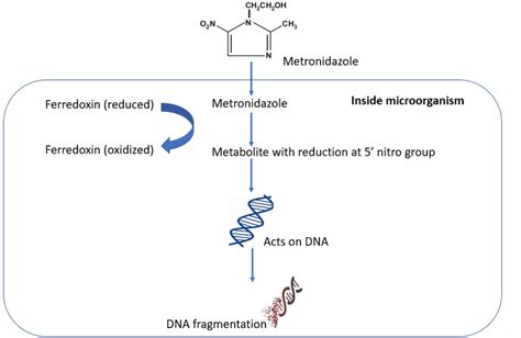 Working Mechanism of Metronidazole