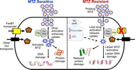 Metronidazole Resistance and Side Effects