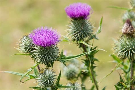 Milk Thistle Liver Health
