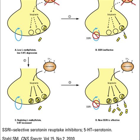 Mirtazapine Mechanism of Action