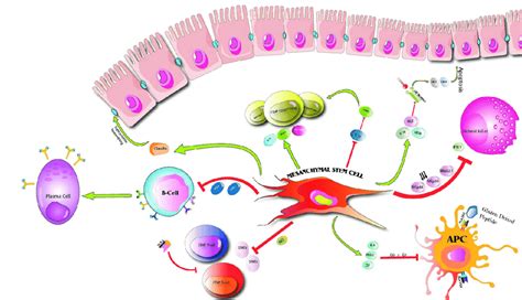 Modulating Immune System