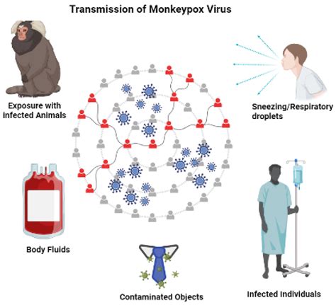 Monkeypox transmission routes image