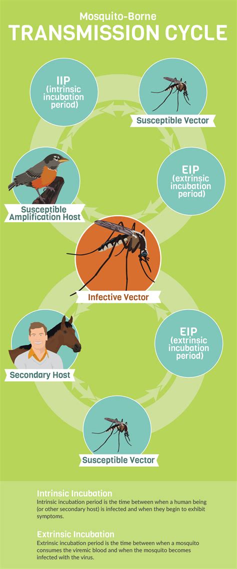 Mosquito-Borne Transmission