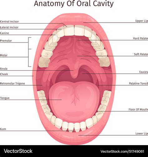 Mouth Interior Components